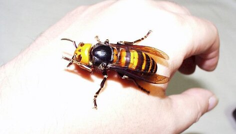 Vėstant orams Jungtinėje Karalystėje vapsvos tampa itin agresyvios.