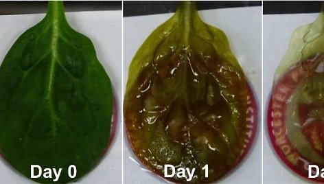 Špinato lapo transformacijai į širdies auginimui tinkamą audinį