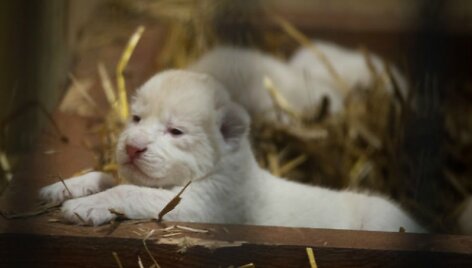 Lenkijos Borysevo zoologijos sode pasaulį i&scaron;vydo trys baltieji liūtukai.