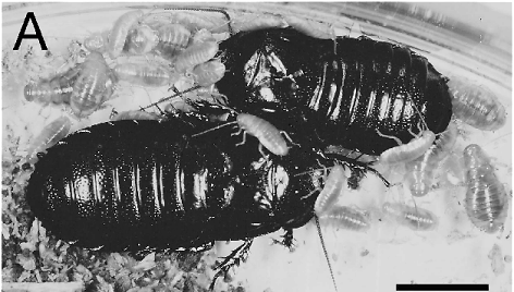 Medgraužiai tarakonai Salganea taiwanensis