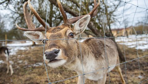 Bistrampolio zoologijos sodas