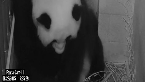 Panda Mei Xiang