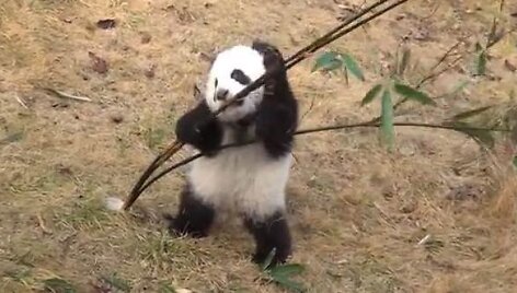 Mažoji panda bando suvalgyti bambuką