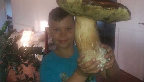 Vie&scaron;tovėnų kaime vyras rado milžini&scaron;ką baravyką.