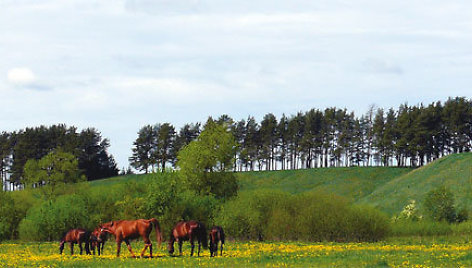 Žagarės ozas