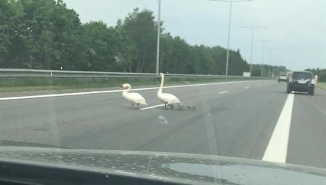 Greitkelyje spūstis kėlusi gulbių šeimynėlė