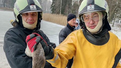 Gulbės gelbėjimo operacija