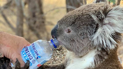 Gaisrai Australijoje naikina koalų populiaciją