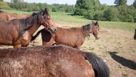 Širvintų rajono ūkininkas arklius augina žiauriomis sąlygomis