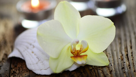 Orchidėjos žiedas