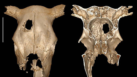 Akmens amžiaus karvės kaukolėje rastą skylę greičiausiai prieš 5 tūkst. metų padarė žmogus.