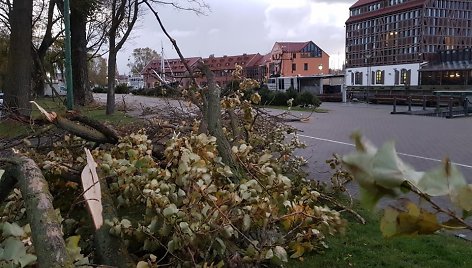 Stiprus vėjas Klaipėdoje laužė medžius.