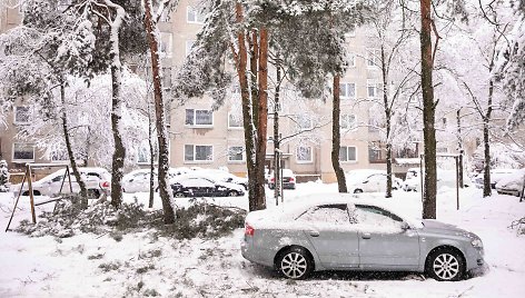 Gausus sniegas laužo medžių šakas