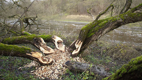 Štai taip bebrai darbuojasi Tauragės mieste, prie pat Jūros upės