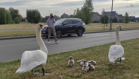 Gulbių šeimyna Klaipėdoje