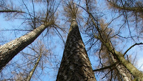 Aukščiausias Lietuvos medis – Degsnės miško maumedis