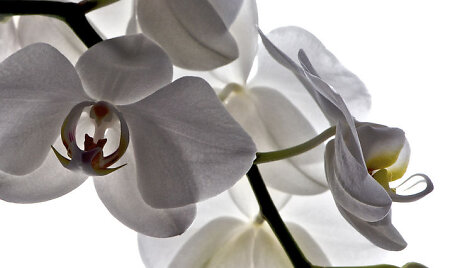 Orchidėja skatina kūrybi&scaron;kumą ir rūpinasi mūsų grožiu