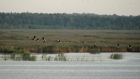 Pilkosios žąsys Žuvinto rezervate