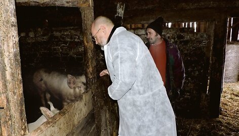 Slepiamos kiaulės kriuksėdamos pasitiko veterinarijos gydytoją Vaidą Jonu&scaron;aitį ir sutrikusį &scaron;eimininką.