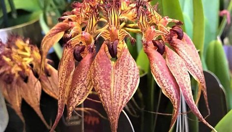 Bulbophyllum rothschildianum – tik pažvelkite, kokia žiedų forma, spalva ir raštai!