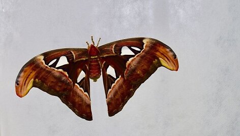 Pietryčių Azijos tropiniuose ir subtropiniuose mi&scaron;kuose gyvenantis vienas didžiausių pasaulio naktinių drugių &ndash; Attacus atlas