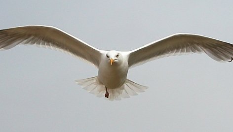 Daugiausia sidabrinių kirų apsigyveno ant Kretingos daugiabučių stogų