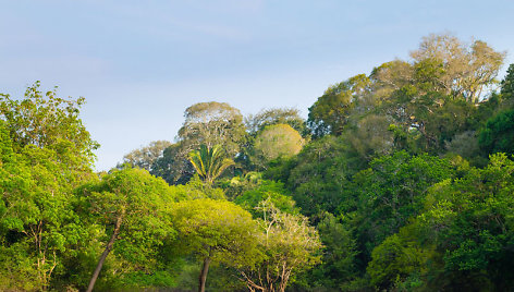 Brazilijos džiunglės