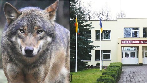 Į Krakių Mikalojaus Katkaus gimnaziją einančius vaikus išgąsdino vilkai. 