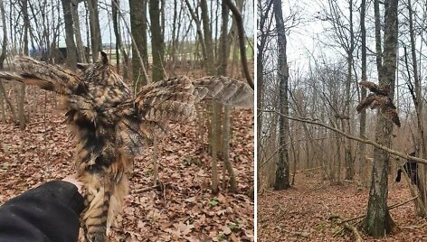 Gaubys pasakojo, kad mažojo apuoko paleidimas į laisvę vyko sklandžiai, nepaisant to, kad pauk&scaron;tis gana kar&scaron;to būdo. Mažasis apuokas paleistas tik 1,5 kilometro nuo jo gimtos vietos ir tikėtina, kad jis grį&scaron; į savo plotus