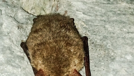 &bdquo;Memel Nord&ldquo; tvirtovėje, Giruliuose, užfiksuotas &scaron;ik&scaron;nosparnis