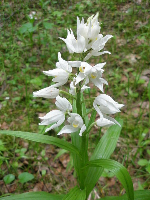 Dieveniškių istorinio regioninio parko nuotr. /Kardalapis garbenis (Cephalanthera longifolia)