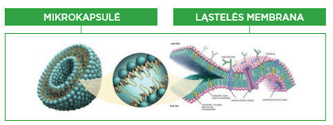 Partnerio nuotr./Mikrokapsulė