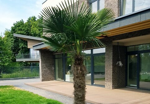 Sandros ir Aido kieme Vilniuje augančios palmės