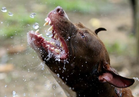Pitbulis