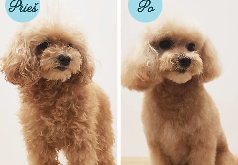&bdquo;PetCity&ldquo; lankytojas prie&scaron; grožio procedūras ir po jų 