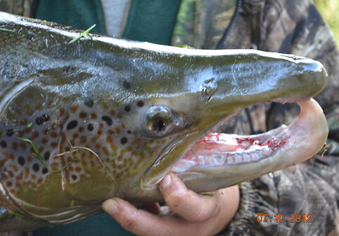 Vilniuje sužvejota 15 kg la&scaron;i&scaron;a