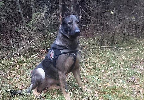 Keturkojė VSAT pareigūnė Dora