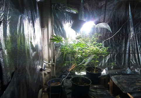 Kanapių auginimo laboratorija