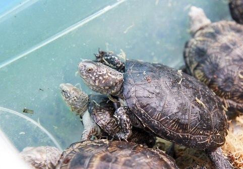 Baliniai vėžliai &ndash; i&scaron; Lietuvos zoologijos sodo į gamtą