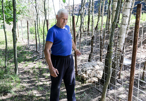 Nugaišusi avis