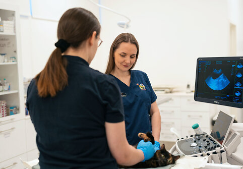 PetCity veterinarai