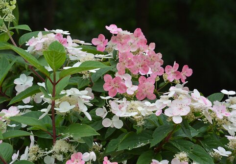 &Scaron;luotelinė hortenzija (Hydrangea paniculata &bdquo;Early Sensation&ldquo;)