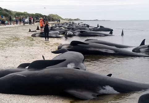Naujojoje Zelandijoje į krantą i&scaron;mesta &scaron;imtai negyvų delfinų
