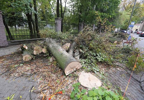 Vilniuje, Radvilų gatvėje nupjauti medžiai.