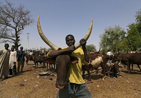 Galvijų augintojai Nigerijoje kenčia dėl siaučiančio &bdquo;Boko Haram&ldquo; grupuotės