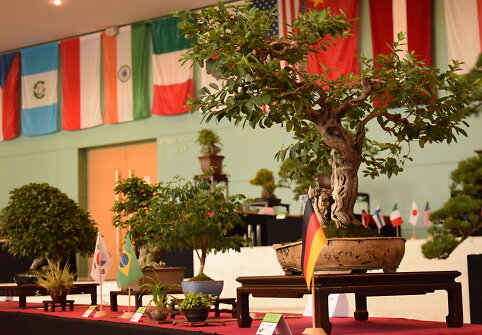 Bonsai medelių paroda