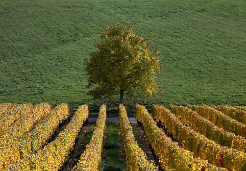 Rudens spalvomis dažosi Europos gamta