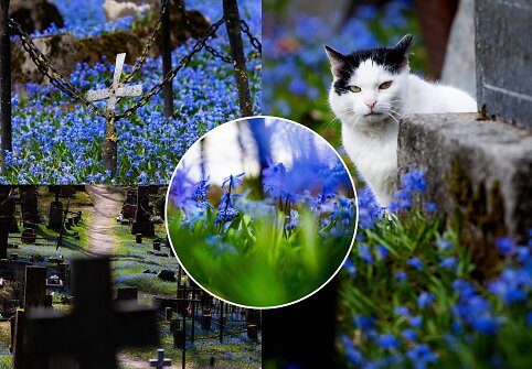Fotografės Gretos Skaraitienės objektyve mėlynai pražydusios sibirinės scylės Bernardinų kapinėse