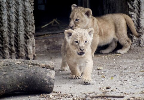 Liūto jaunikliai Hopenhagos zoologijos sode (2013 m. liepos mėn.)