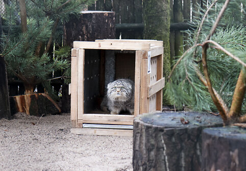 Į Lietuvos zoologijos sodą atvyko naujas gyvūnas &ndash; Manulas